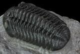 Prone Morocops Trilobite - Top Quality Specimen #88872-3